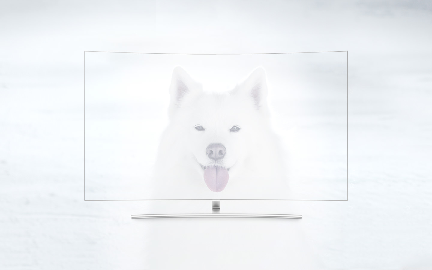 QLED TV 제품이 정면으로 놓여져 있고 화면 안에는 혀를 내밀고 있는 흰색 강아지가 흐리게 보여집니다.